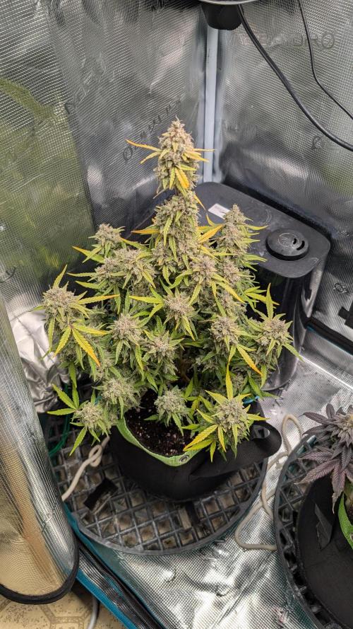 First Indoor Grow. Week 14