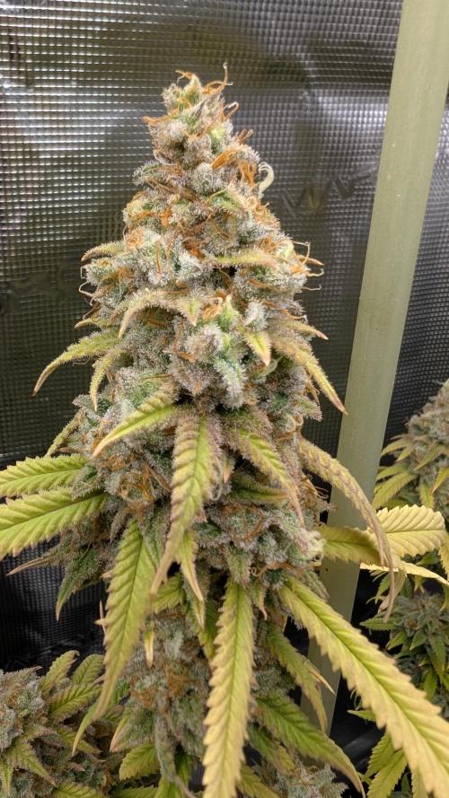 First Indoor Grow. Week 14