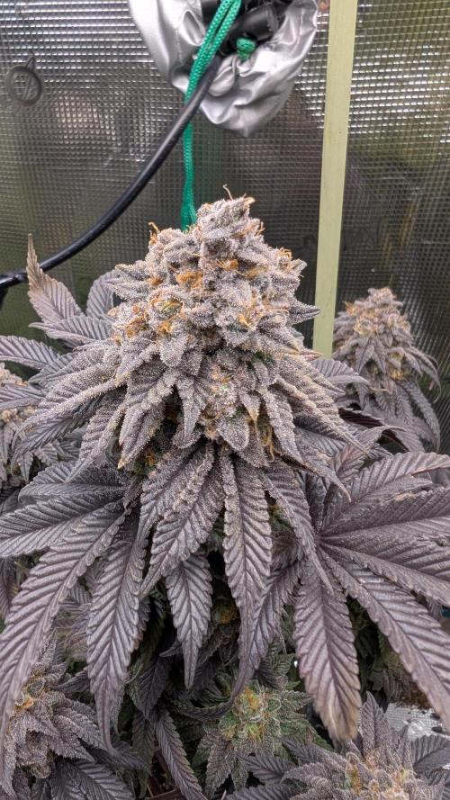 First Indoor Grow. Week 14