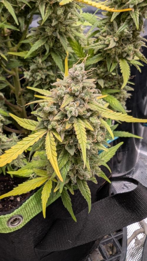 First Indoor Grow. Week 14