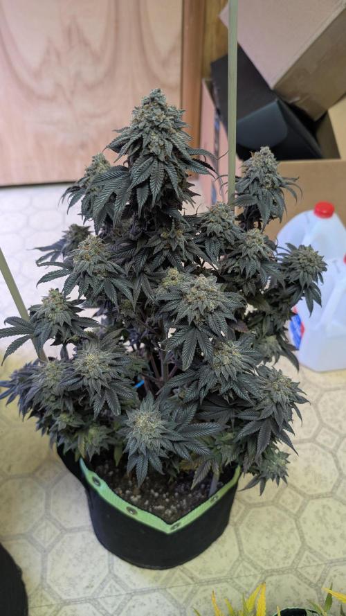 First Indoor Grow. Week 15