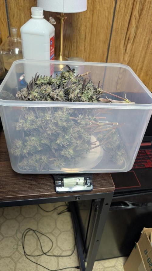 First Indoor Grow. Week 15