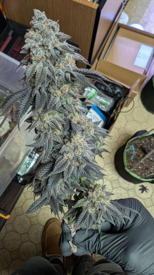 First Indoor Grow. Week 15