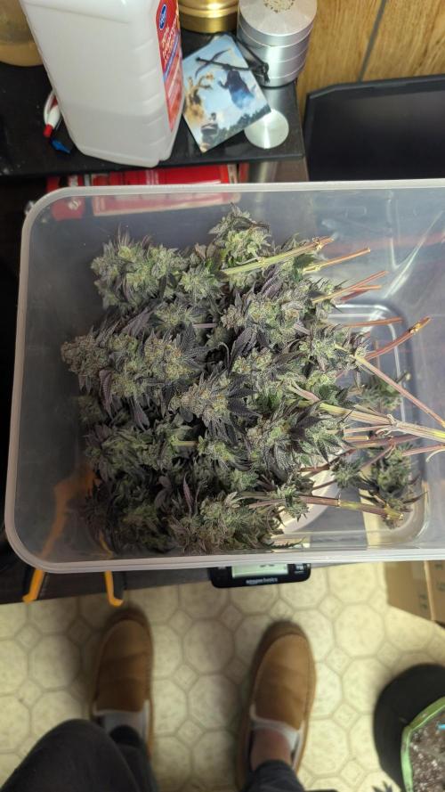 First Indoor Grow. Week 15