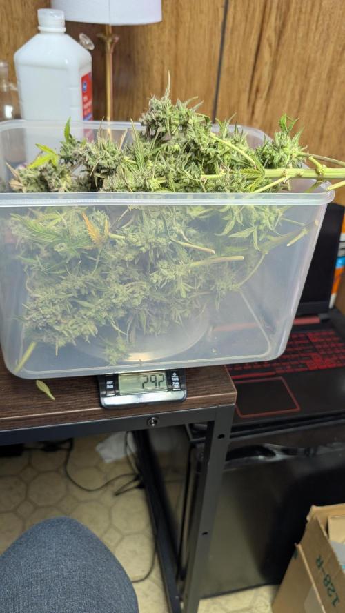 First Indoor Grow. Week 15