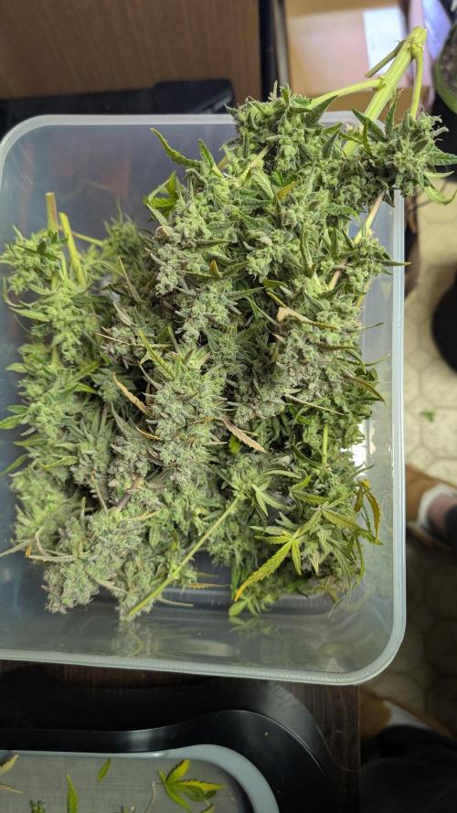 First Indoor Grow. Week 15