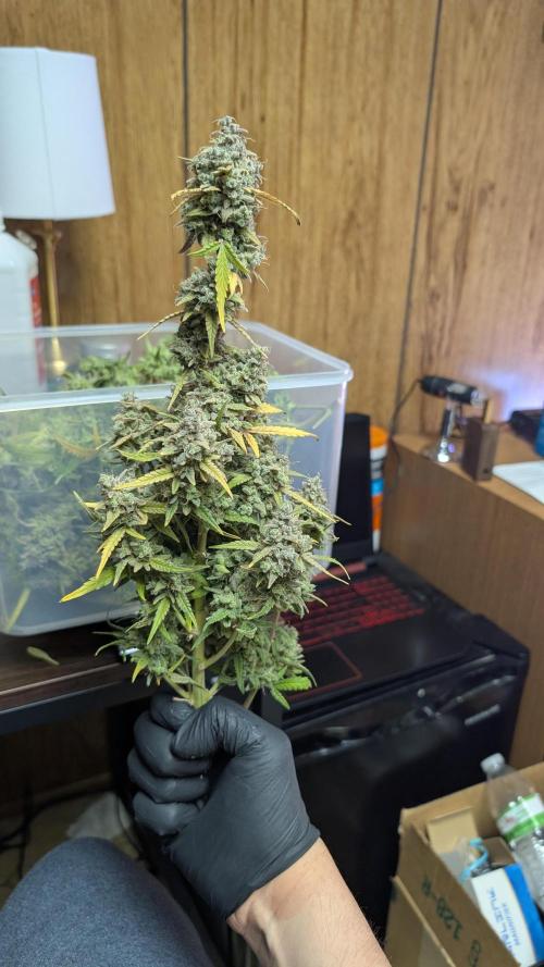 First Indoor Grow. Week 15