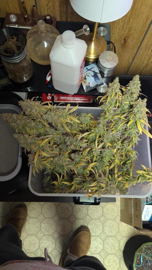 First Indoor Grow. Week 15