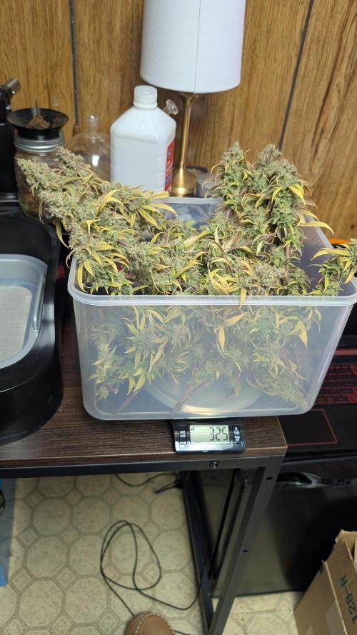 First Indoor Grow. Week 15