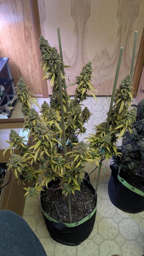 First Indoor Grow. Week 15