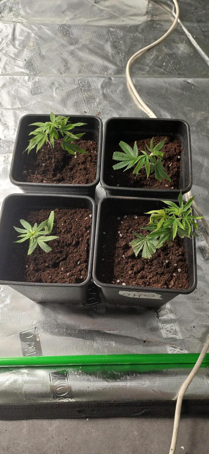 Super Boof Elite Cut. Week 1 - Empieza el juego.