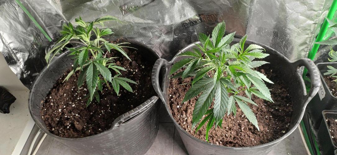 Super Boof Elite Cut. Week 2