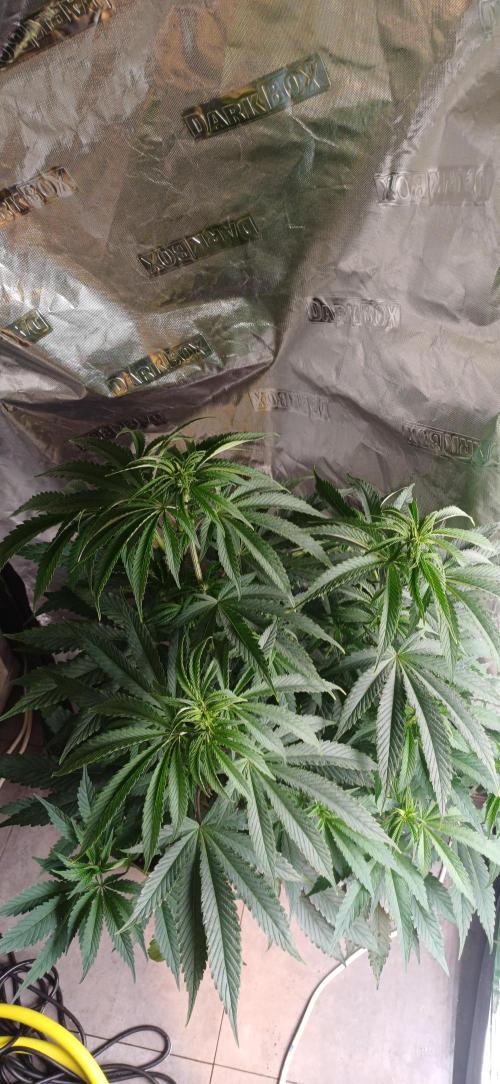 Super Boof Elite Cut. Week 3