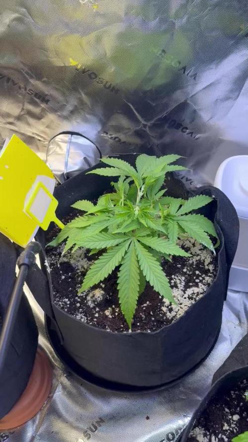 Chocolate Durban Fem Photo