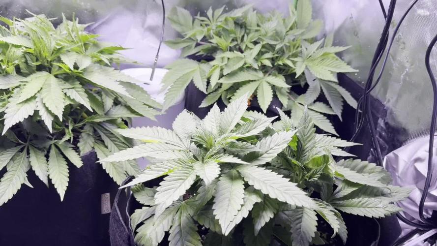 RQS Special Queen #1 Grow