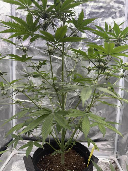 Amnesia Zkittles Auto Grow Log. Week 7