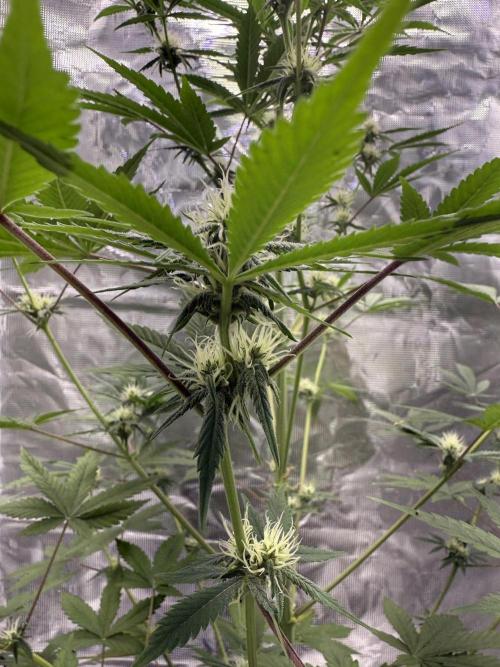 Amnesia Zkittles Auto Grow Log. Week 7