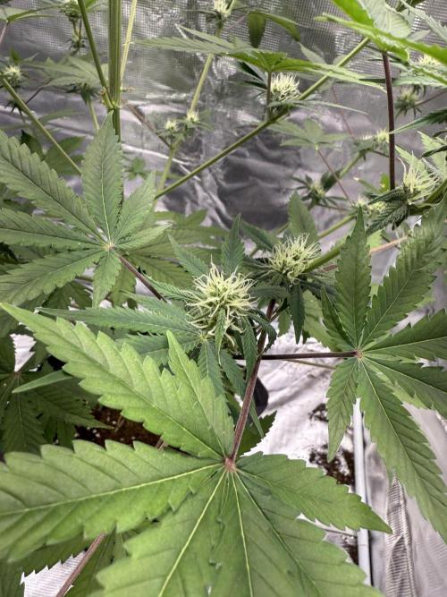 Amnesia Zkittles Auto Grow Log. Week 7