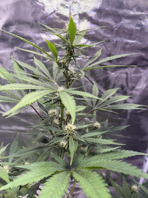 Amnesia Zkittles Auto Grow Log. Week 7