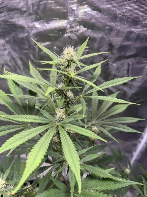 Amnesia Zkittles Auto Grow Log. Week 7