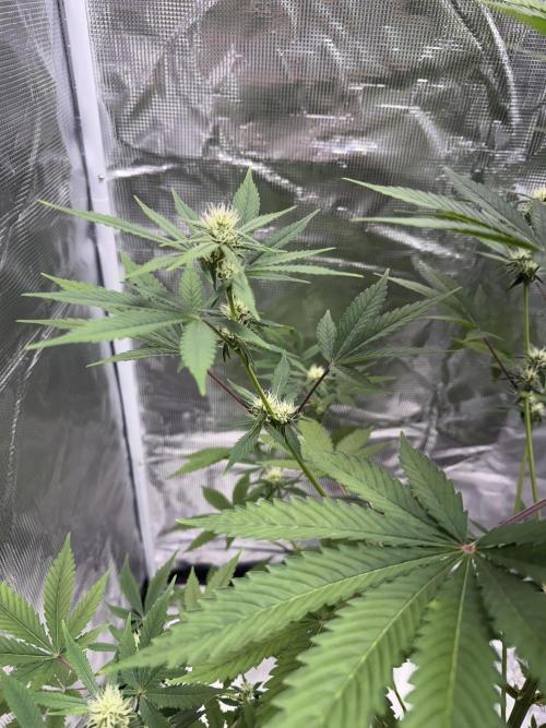 Amnesia Zkittles Auto Grow Log. Week 7
