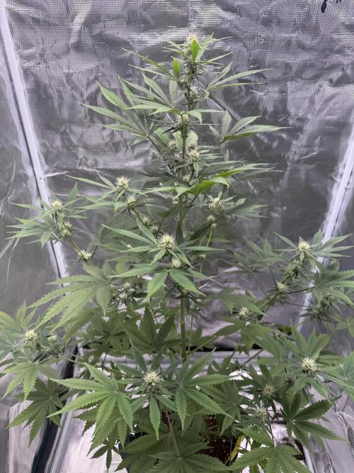 Amnesia Zkittles Auto Grow Log. Week 7