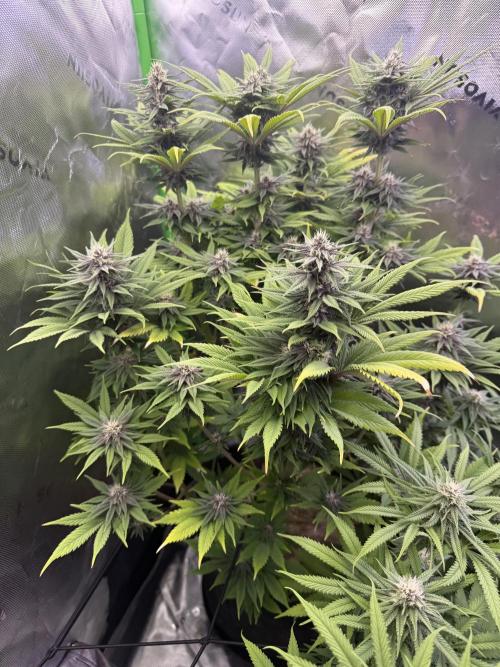 White Widow grow 2. Week 11