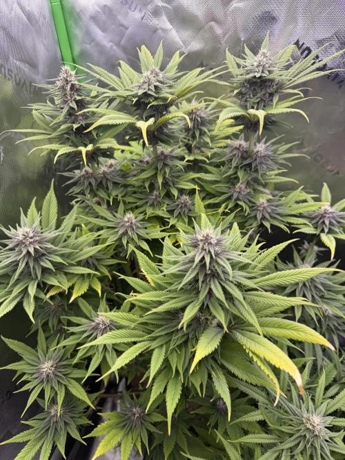 White Widow grow 2. Week 11