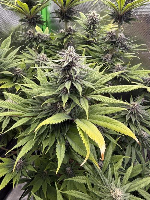 White Widow grow 2. Week 11