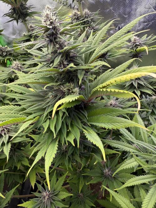 White Widow grow 2. Week 11