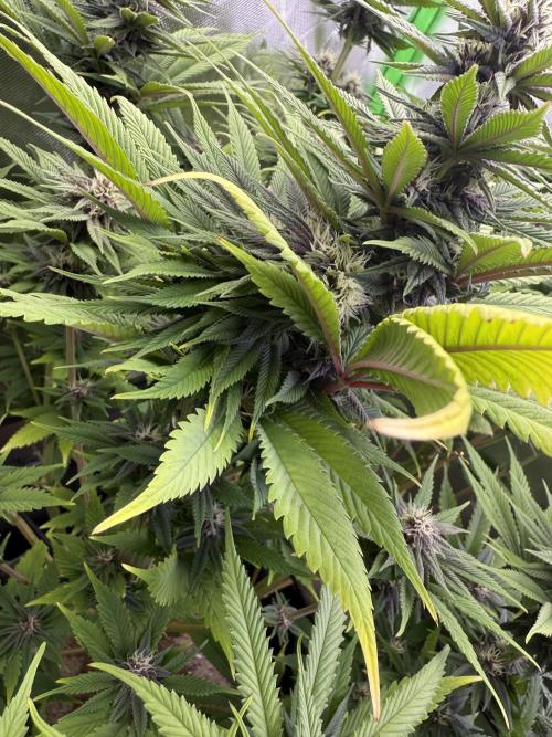 White Widow grow 2. Week 11