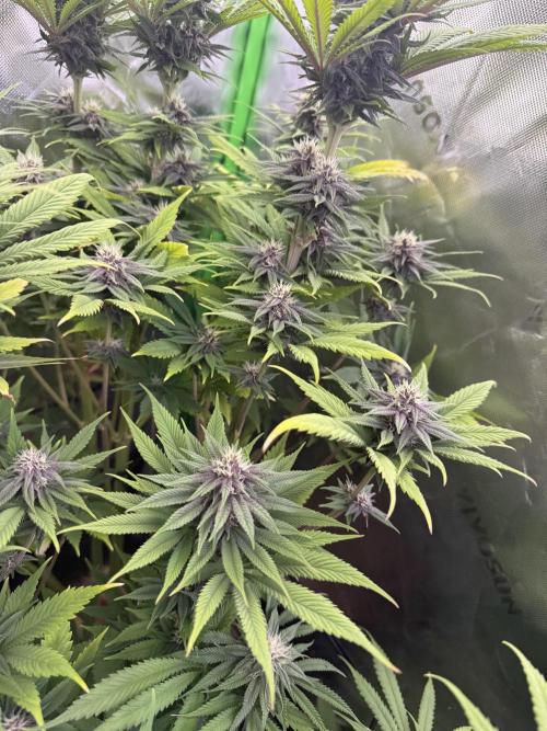 White Widow grow 2. Week 11