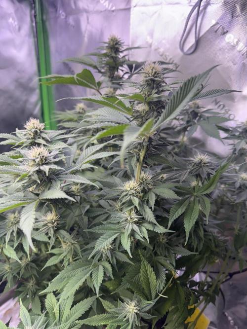 RQS Special Queen #1 Grow. Week 11