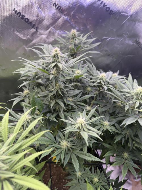 RQS Special Queen #1 Grow. Week 11