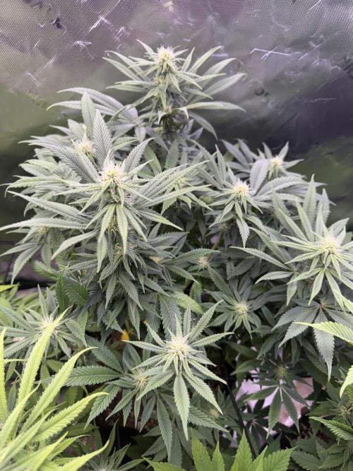 RQS Special Queen #1 Grow. Week 11