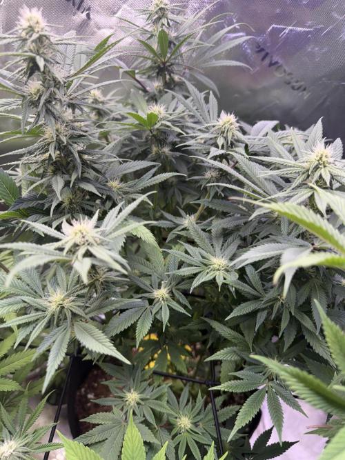 RQS Special Queen #1 Grow. Week 11