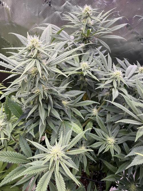 RQS Special Queen #1 Grow. Week 11