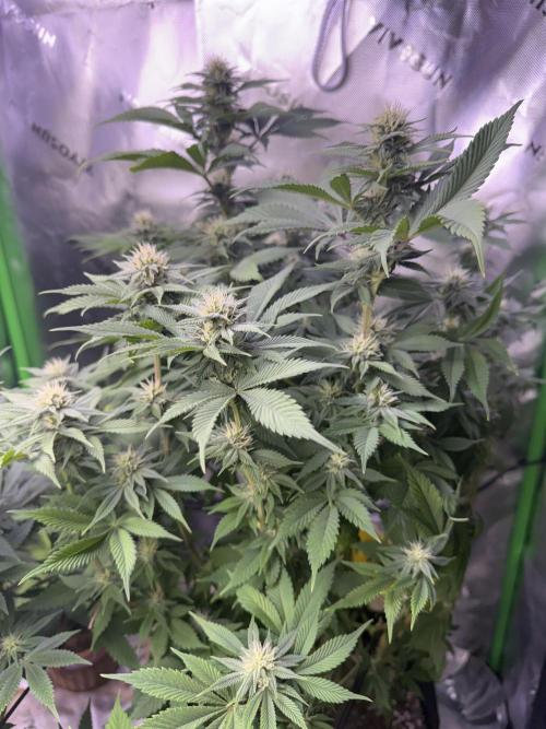 RQS Special Queen #1 Grow. Week 11