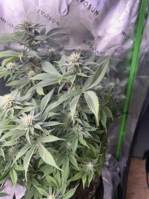 RQS Special Queen #1 Grow. Week 11