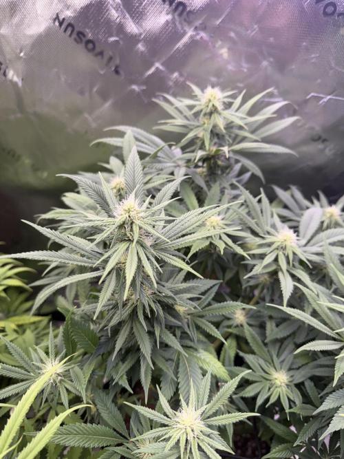 White Widow RQS. Week 10