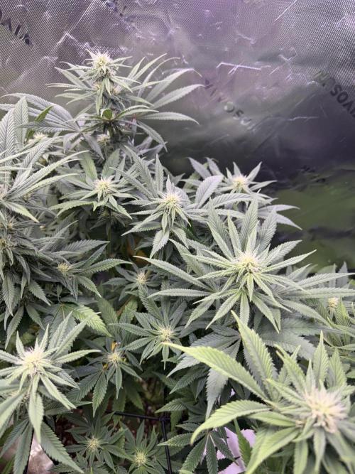 White Widow RQS. Week 10