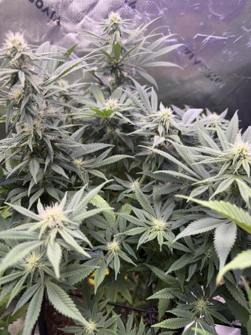 White Widow RQS. Week 10