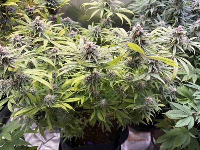 Chocolate Durban Fem Photo. Week 11