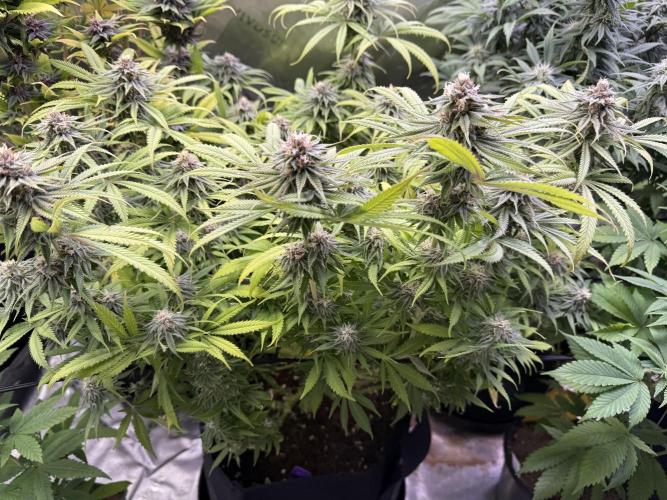 Chocolate Durban Fem Photo. Week 11