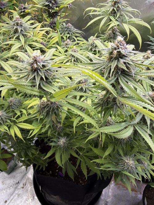 Chocolate Durban Fem Photo. Week 11