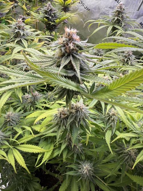 Chocolate Durban Fem Photo. Week 11