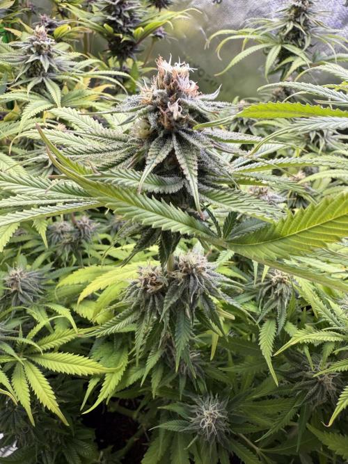 Chocolate Durban Fem Photo. Week 11