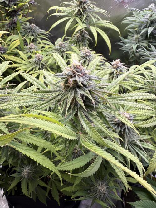 Chocolate Durban Fem Photo. Week 11