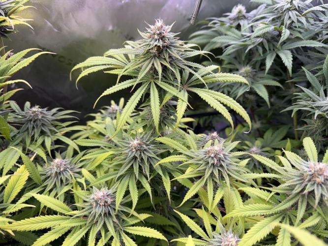 Chocolate Durban Fem Photo. Week 11