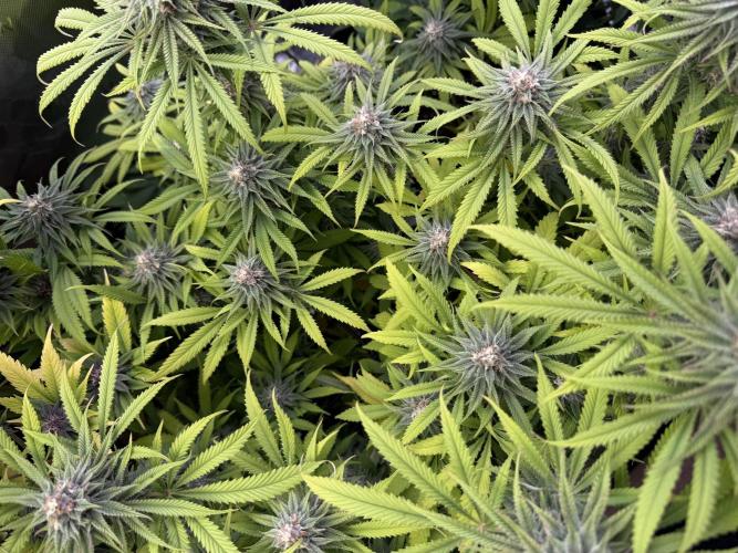 Chocolate Durban Fem Photo. Week 11